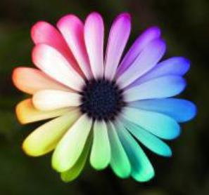 elle et trop belle la fleur 